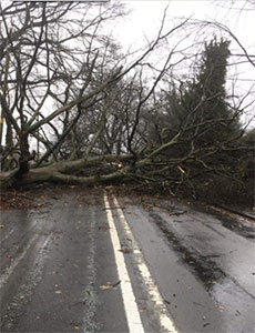 Fallen tree on London Road, Adlington Road
