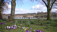 The Moor - Mere and Crocuses