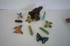 Butterfly life cycle 