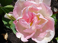 Coronation Gardens