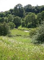 Dane in shaw pasture