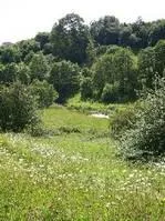 Dane in shaw pasture