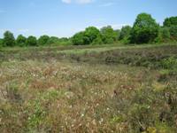 Lidow common