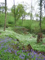 Poynton Coppice 2