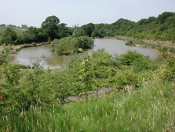 Salt Line and Borrow Pit Meadows 2