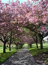 Cherry Blossom trees