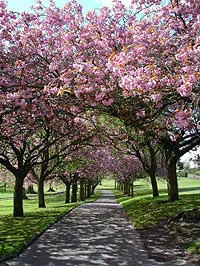 Cherry Blossom trees