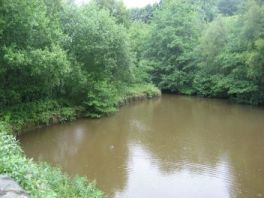 Timbersbrook picnic