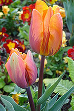 Image of some Tulips