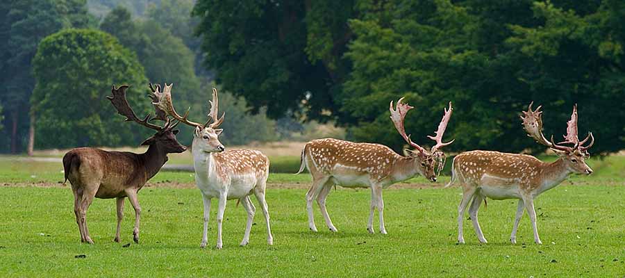 Deer in Tatton Park Cheshire