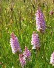 common spotted orchid