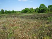 Lindow Common SSSI Heathland