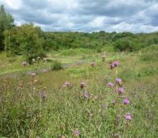 Jacksons' Brickworks Local Nature Reserve