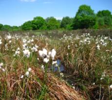 Lindow Common SSSI