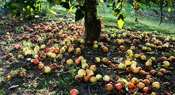 Apple Day Celebration at Macclesfield Riverside Park