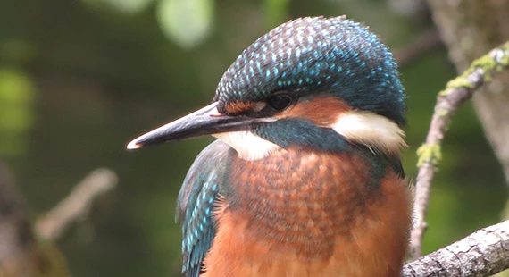 Birds, butterflies & wildflowers of Higher Poynton