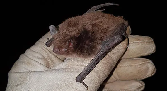 Bats at Tegg’s Nose