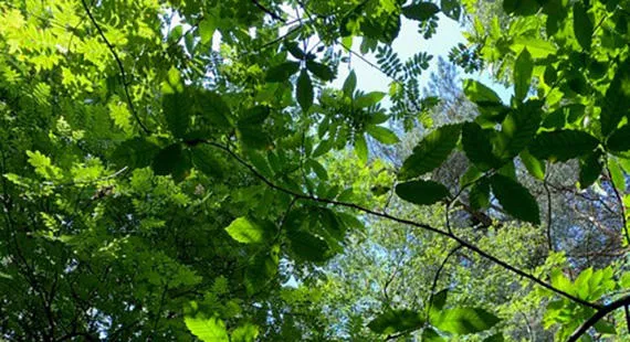 Forest-Bathing Walk with Tea Amongst the Trees at Tegg’s Nose - April