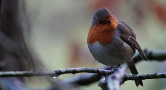 Beginners guide to Garden Birds Again