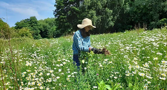 Meadow management at the Carrs
