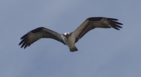 Nosey Nature Natter -  The Sky's the Limit - Birds of Prey Basics