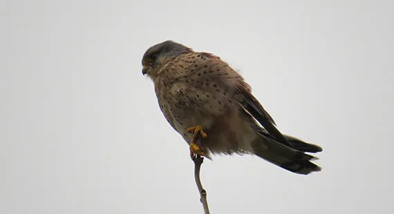Nosey Nature Natter -  The Sky's the Limit - Birds of Prey Basics Again
