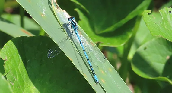 Nosey Nature Natter -  Secrets of the Pond