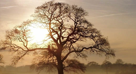 Poynton Park Tree Wander