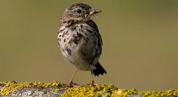 Birdwatching – Understanding Spring Birds with Nature Stuff (Wednesdays)