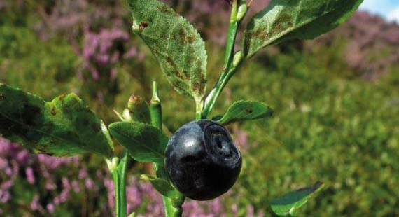 Tegg’s Nose Bilberry Pick