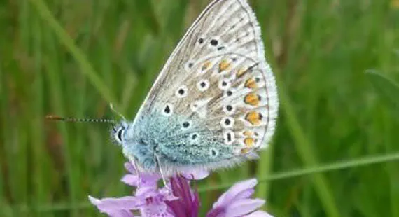 Wildflowers & butterflies of Jacksons’ Brickworks Local Nature Reserve