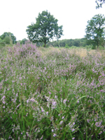 Lindow Common