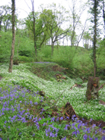 Poynton Coppice Local Nature Reserve