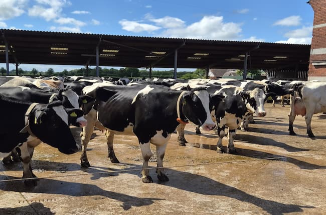 Bidlea Dairy 2