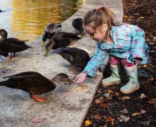 childfeedingducks