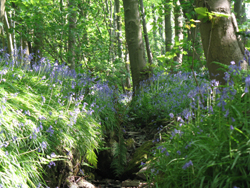 Wood with Bluebells