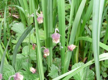 Water Avens amongst wetland species