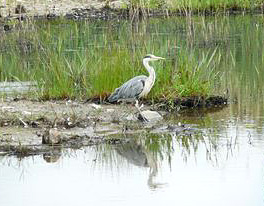 Heron and pond