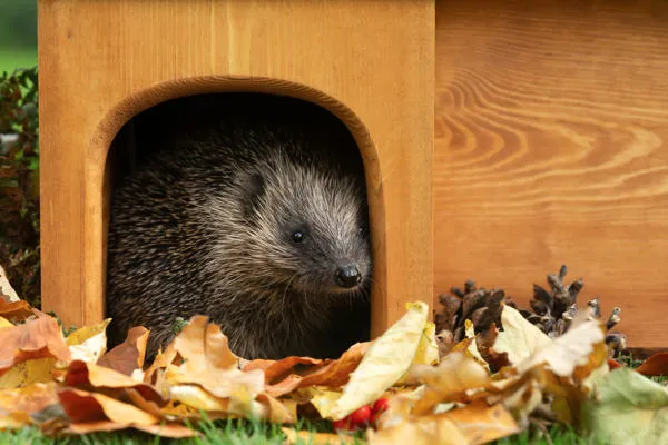 A hedgehog in his hedgehog home.