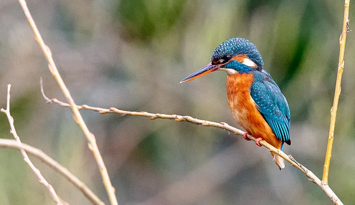 A kingfisher.