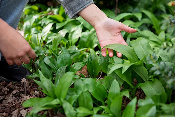 Someone working with plants.