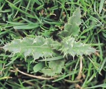 Creeping-Thistle