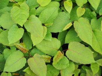 Japanese knotweed