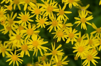 Ragwort