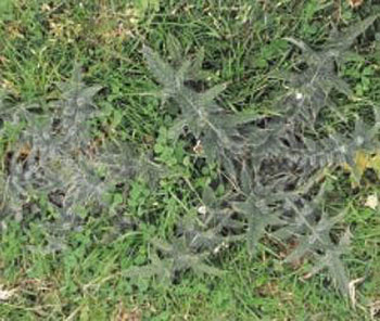 Spear-Thistle