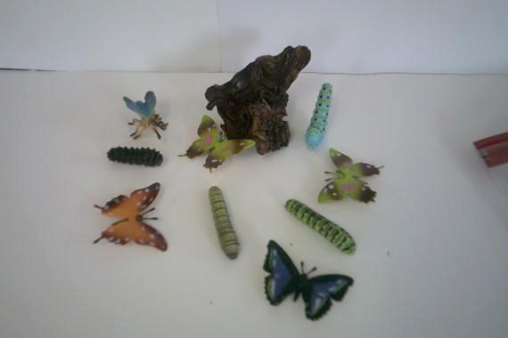 Butterfly life cycle