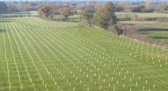 Bratherton sunny fields