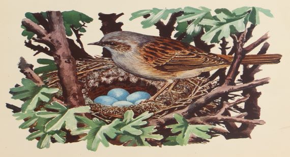 Hedge-sparrow-nest570x310