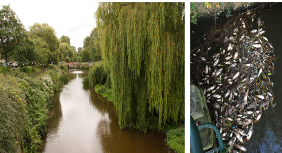 Image of river, countryside and dead fish