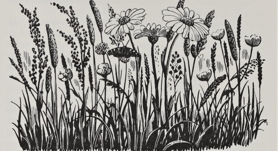 'Meadow flowers' by Charles Tunnicliff